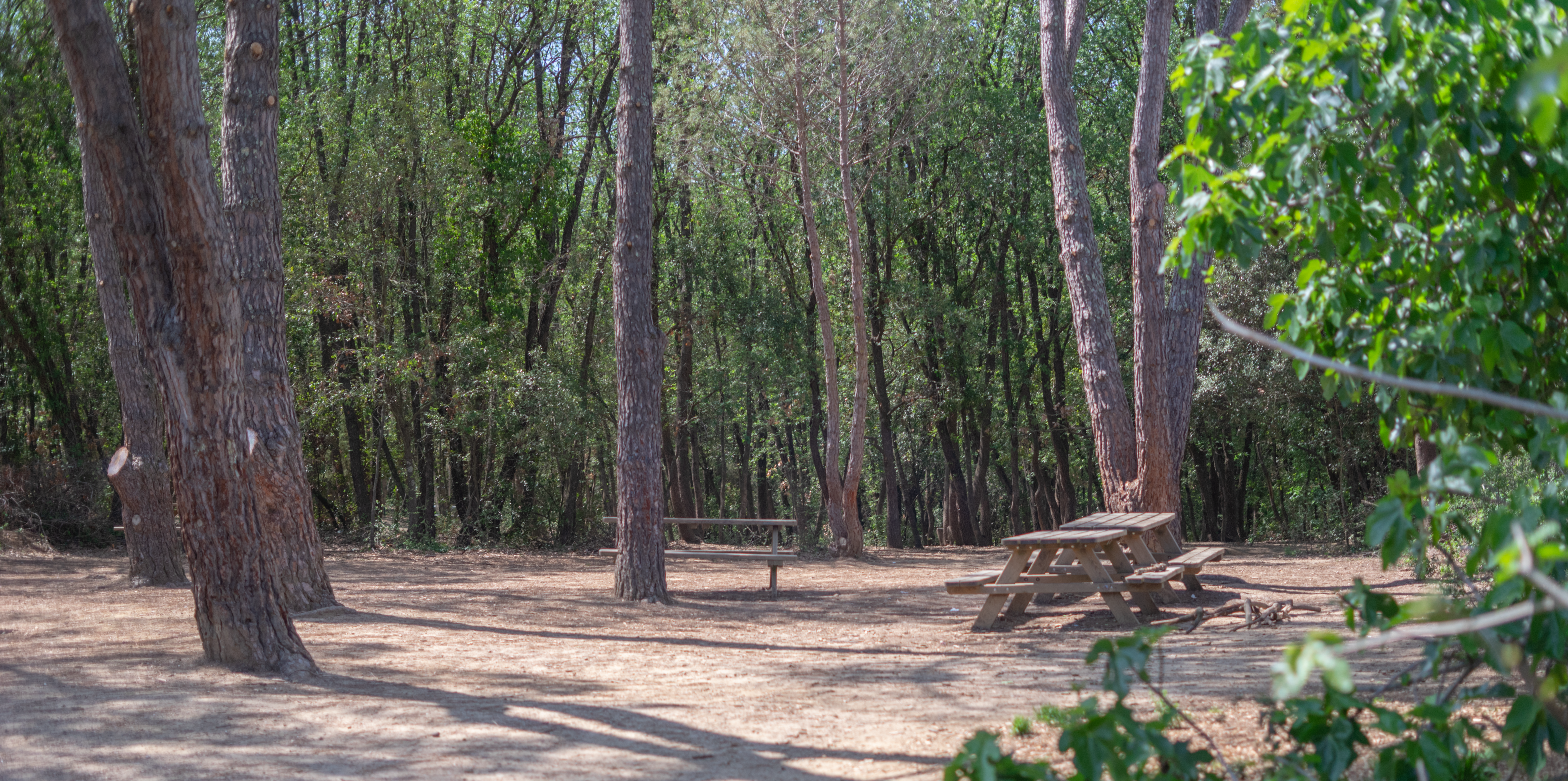 Escola de bosc guarderia