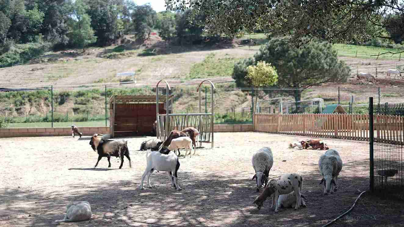 granja-animals-9