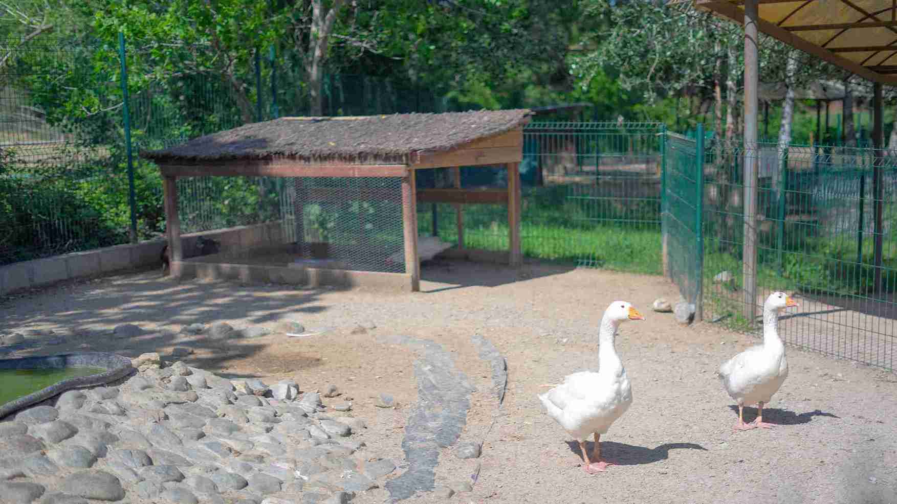granja-animals-4