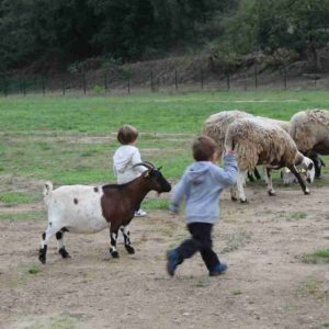 Excursions i colonies escolars natura animals