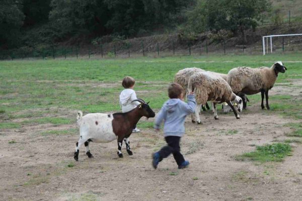 Excursions i colonies escolars natura animals