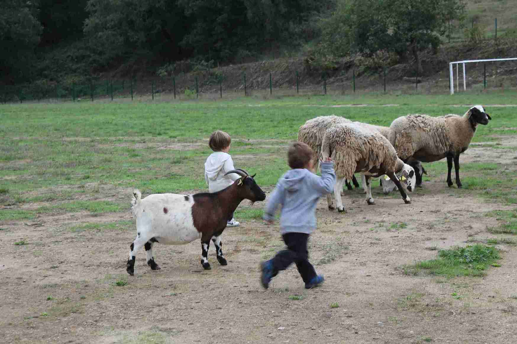 Excursions i colonies escolars natura animals