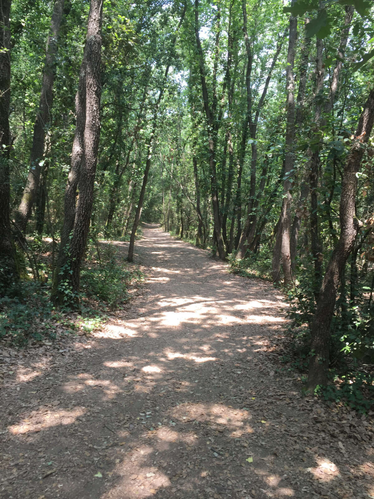bosc copia