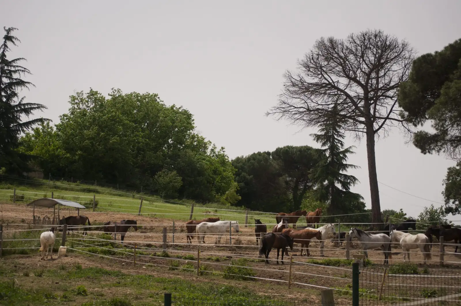 granja-barcelona-animals-6